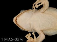 Brauer's tree frog Collection Image, Figure 3, Total 13 Figures